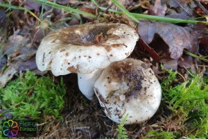 russula nigricans.jpg_product_product_product